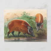 De Zuid-Afrikaanse rivier Hog van Joseph Wolf Briefkaart (Voorkant)