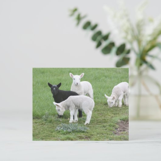 De zwart schapen briefkaart (Staand voorkant)
