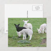 De zwart schapen briefkaart (Voorkant / Achterkant)
