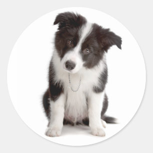 De zwart-witte Hond van het Puppy van Border Ronde Sticker
