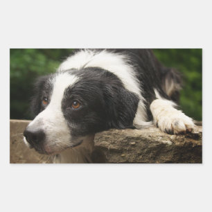 De zwart-witte Stickers van de Hond van het Puppy