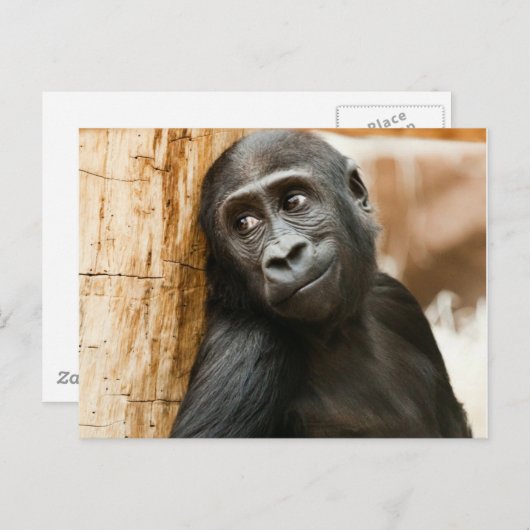 De zwarte Aap van het Baby Briefkaart (Voorkant / Achterkant)