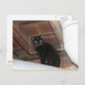 De zwarte bevordert kat briefkaart (Voorkant / Achterkant)
