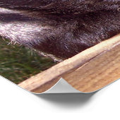 De zwarte gelukkige puppies van de Schotse Terrier Poster (Hoek)