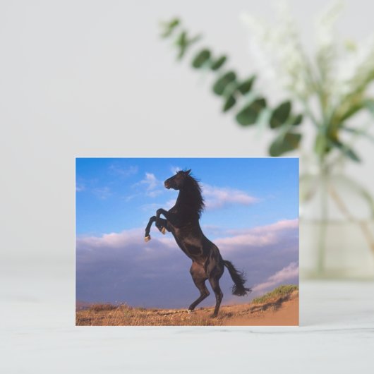 De zwarte hengst briefkaart (Staand voorkant)