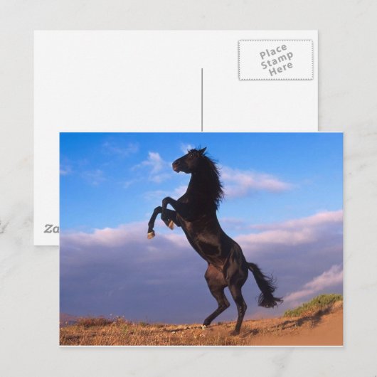 De zwarte hengst briefkaart (Voorkant / Achterkant)