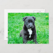 De zwarte Hond van het Baby Briefkaart (Voorkant / Achterkant)