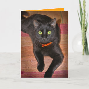 De zwarte Kaart van Halloween van de Kat