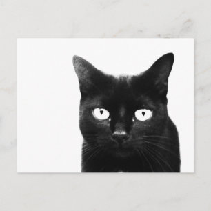 De Zwarte Kat Briefkaart