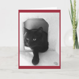 De zwarte Kerstkaart van de Kat Feestdagen Kaart