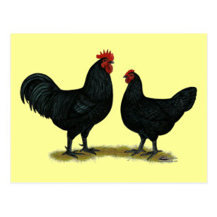 sexing zwarte koperen Marans