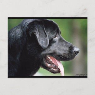 De zwarte labrador briefkaart