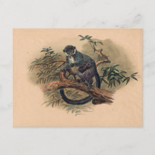 De zwarte Lemur van Joseph Wolf Briefkaart