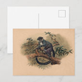 De zwarte Lemur van Joseph Wolf Briefkaart (Voorkant / Achterkant)
