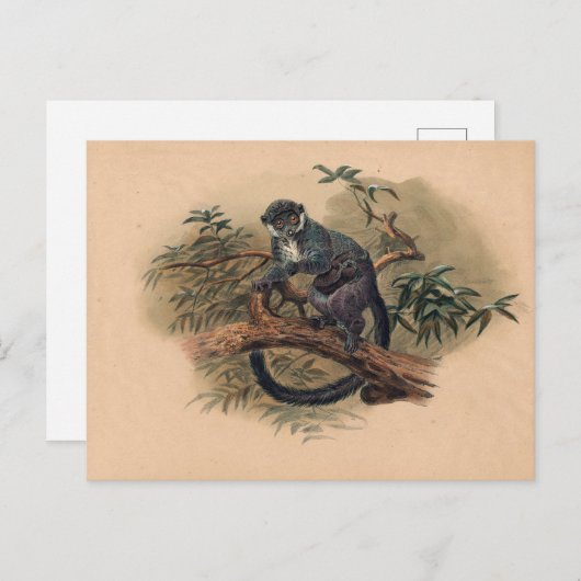De zwarte Lemur van Joseph Wolf Briefkaart (Voorkant / Achterkant)