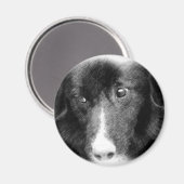 De zwarte Magneet van de Kunst van Border collie D (Voorkant / Achterkant)
