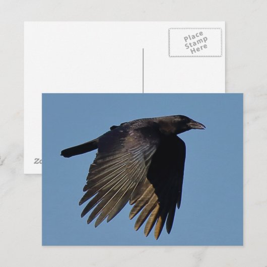 De zwarte rij briefkaart (Voorkant / Achterkant)