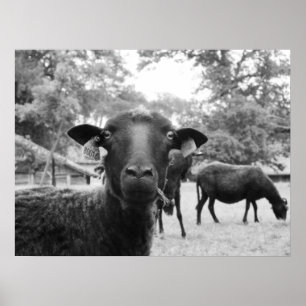 De zwarte schapen poster