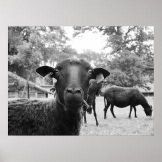 De zwarte schapen poster