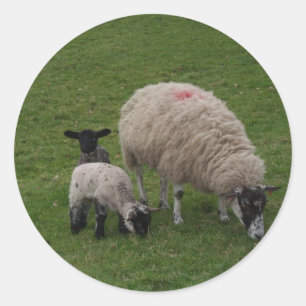 De zwarte schapen ronde sticker