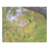 De zwarte staart op zijn tak perfect poster (Voorkant)