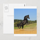 De Zwarte Stallion Briefkaart (Voorkant / Achterkant)