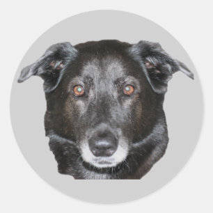 De zwarte Sticker van de Hond van de Labrador
