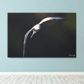 De zwartkopmeeuw canvas afdruk (Insitu (Houten vloer))