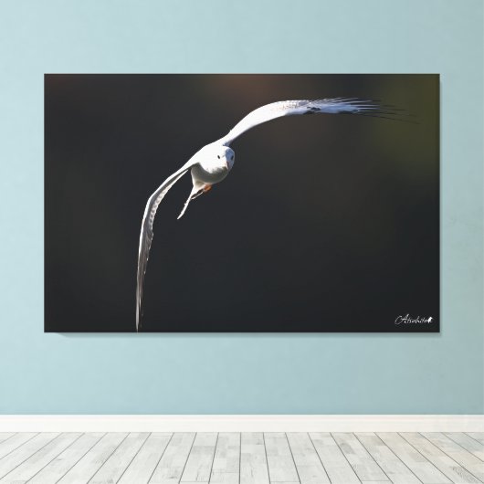 De zwartkopmeeuw canvas afdruk (Insitu (Houten vloer))