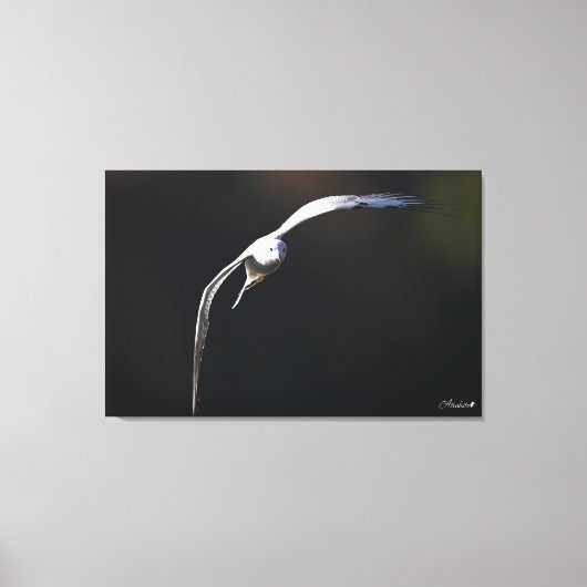 De zwartkopmeeuw canvas afdruk (Voorkant)