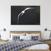 De zwartkopmeeuw canvas afdruk (Insitu (Slaapkamer))