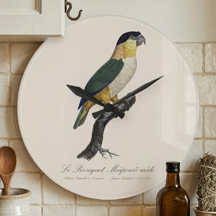 De zwartkopparkiet / Zwartkopparkiet Grote Klok