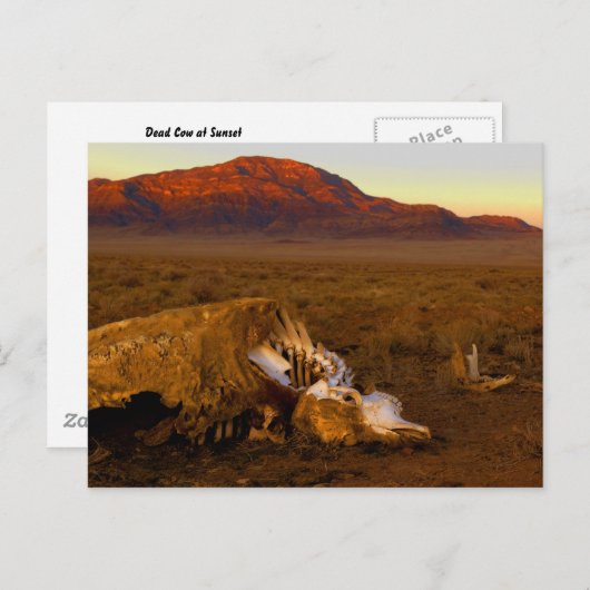 Dead Cow at Sunset Postcard Briefkaart (Voorkant / Achterkant)