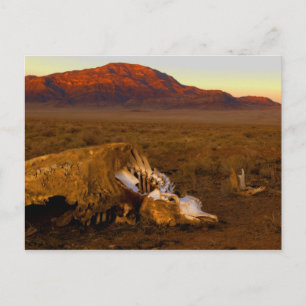 Dead Cow at Sunset Postcard Briefkaart