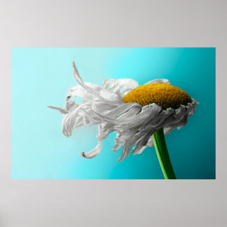 Dead Daisies Zelden Lie Poster