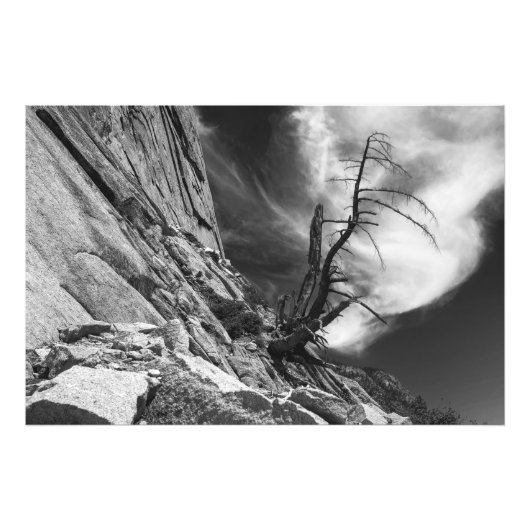 Dead Juniper Tree op de rand van Half Dome Granite Foto Afdruk (Voorkant)