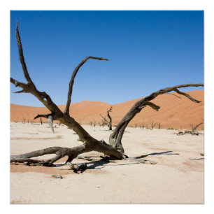Dead Vlei, Namibia Perfect Poster