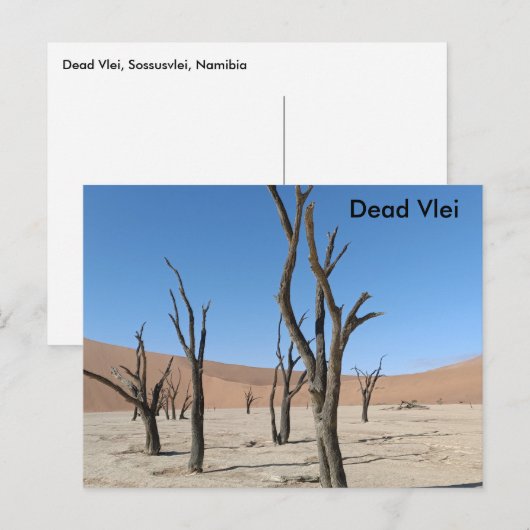 Dead Vlei, Namibië Briefkaart (Voorkant / Achterkant)