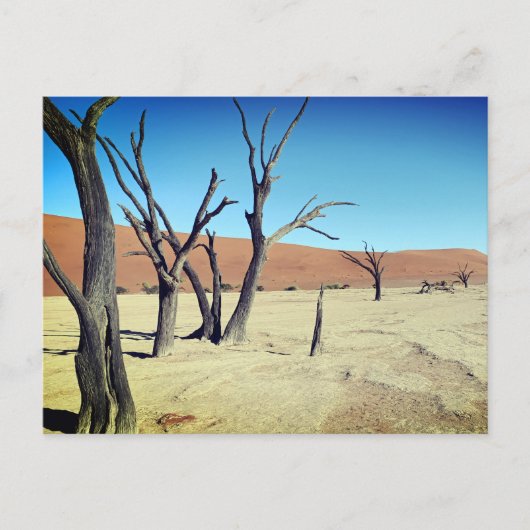 Dead Vlei, Namibië Briefkaart (Voorkant)