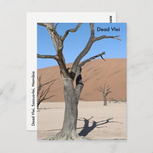 Dead Vlei, Namibië Briefkaart (Voorkant / Achterkant)