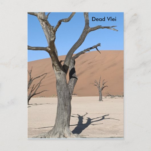 Dead Vlei, Namibië Briefkaart (Voorkant)