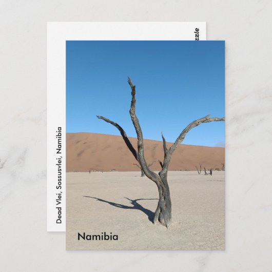 Dead Vlei, Namibië Briefkaart (Voorkant / Achterkant)