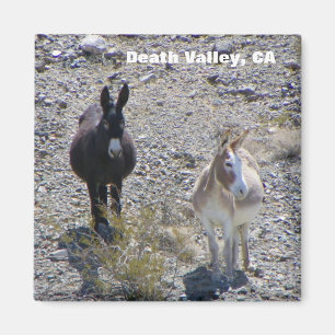 Death Valley Donkey magneet! Magneet