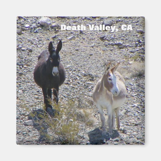 Death Valley Donkey magneet! Magneet (Voorkant)