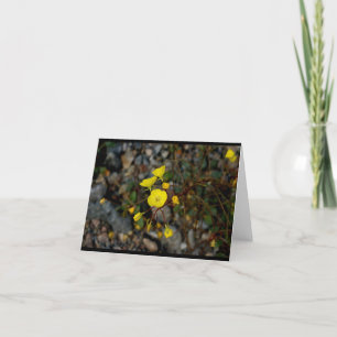 Death Valley Flowers Note Card Kaart