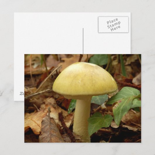 Deathcap paddenstoel Briefkaart (Voorkant / Achterkant)