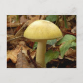 Deathcap paddenstoel Briefkaart (Voorkant)