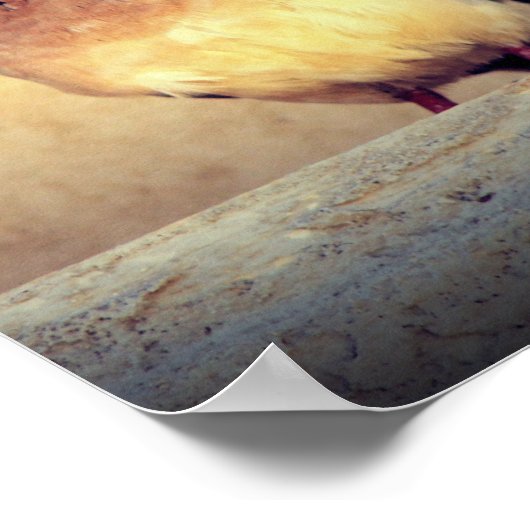 Debonair Dove Poster (Hoek)