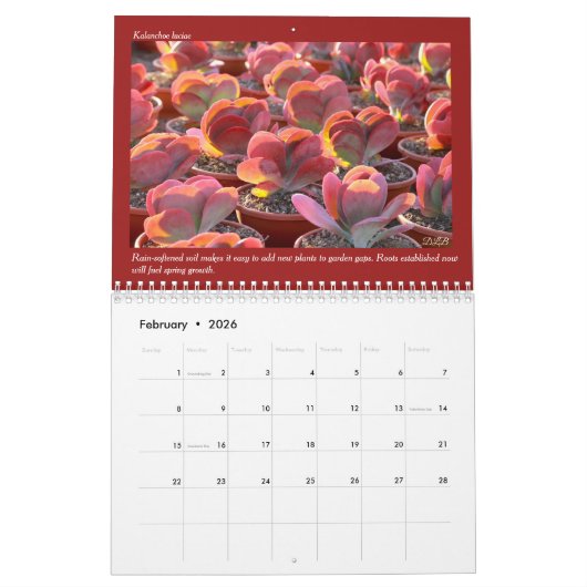 Debra Lee Baldwin Calendar Kalender (Feb 2026)