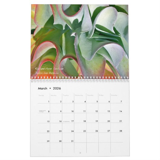 Debra Lee Baldwin's Succulents-2 12 maanden Kalender (Mar 2026)
